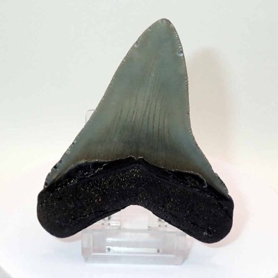 Buy collectible teeth, Carcharocles megalodon - F128
