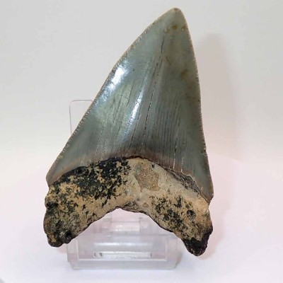 Buy collectible teeth, Carcharocles megalodon - F129