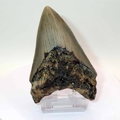 Buy collectible teeth, Carcharocles megalodon - F129