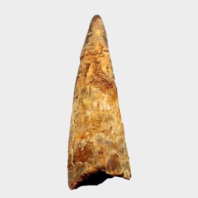 Venta de dientes de Anfibios y Reptiles fósiles, Siroccopterix moroccensis - FAR08