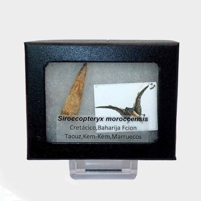 Venta de dientes de Anfibios y Reptiles fósiles, Siroccopterix moroccensis - FAR08