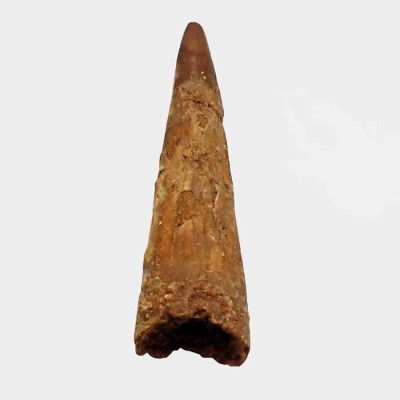 Venta de dientes de Anfibios y Reptiles fósiles, Siroccopterix moroccensis - FAR08