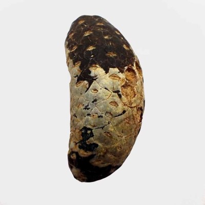 Pinecone: Equicalastrobus chinleana FH353