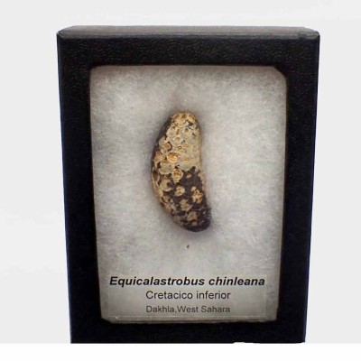 Pinecone: Equicalastrobus chinleana FH353