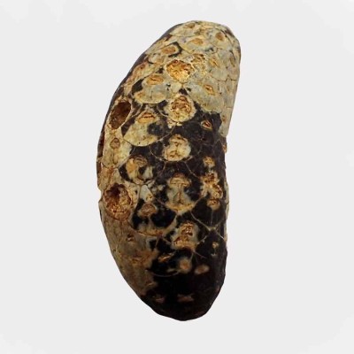 Pinecone: Equicalastrobus chinleana FH353