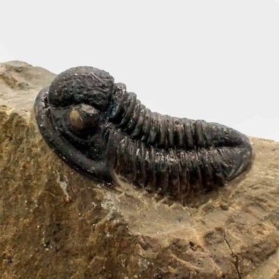 Comprar trilobites de colección, Gerastos sp-FT384