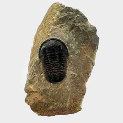 Comprar trilobites de colección, Gerastos sp-FT384
