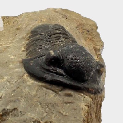 Comprar trilobites de colección, Gerastos sp-FT384