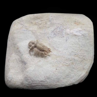 Trilobites;Cyphaspis carrolli- FT385