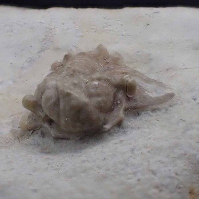 Trilobites;Cyphaspis carrolli- FT385