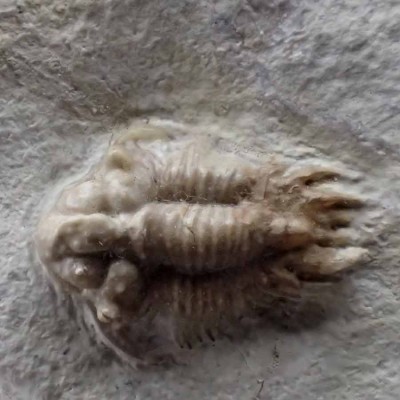 Cyphaspis carrolli - FT385