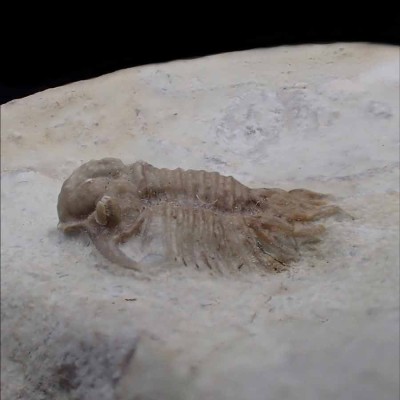 Cyphaspis carrolli - FT385