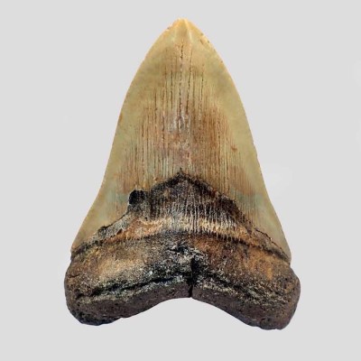 Carcharocles megalodon - F131