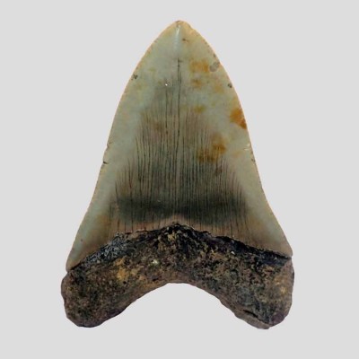 Carcharocles megalodon - F131