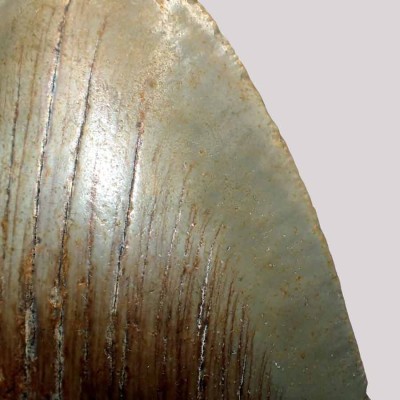 Carcharocles megalodon - F131