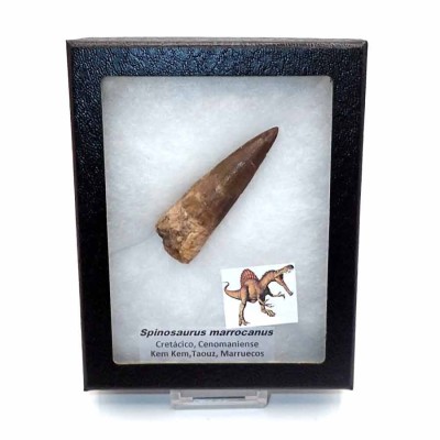 Diente de Spinosaurus marrocanus - FD220
