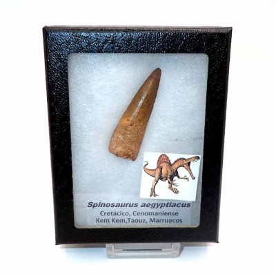 Comprar diente Spinosaurus aegyptiacus-FD242