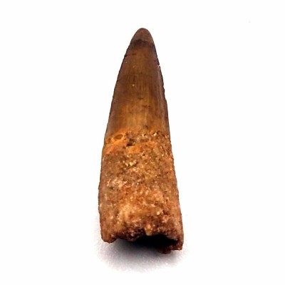Comprar diente Spinosaurus aegyptiacus-FD242