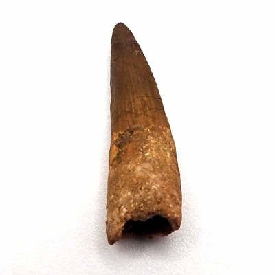 Comprar diente Spinosaurus aegyptiacus-FD242
