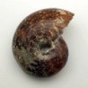Desmoceras latidorsatum