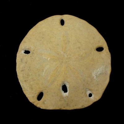 Melitella californicus