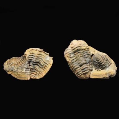 Diacalymene ouzregui Diacalymene ouzregui