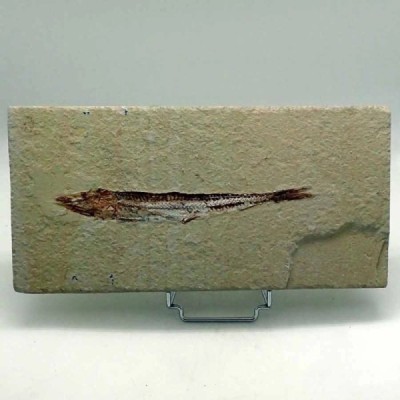 Prionolepis cataphractus