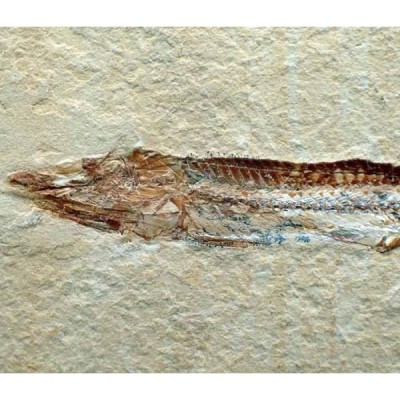  Prionolepis cataphractus