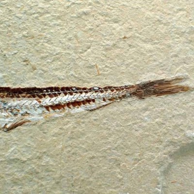  Prionolepis cataphractus