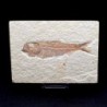 Knigthia eocaena