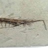  Centriscus henrichsi