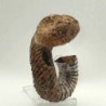  Nostoceras malagasyense