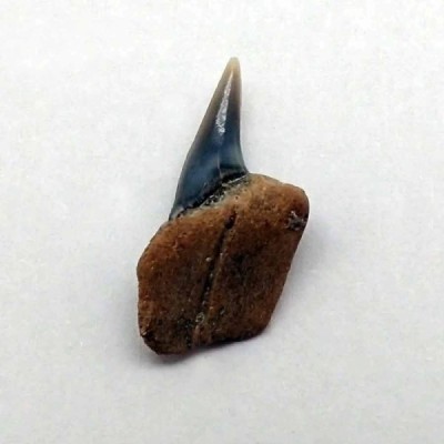 Hexanchus gigas