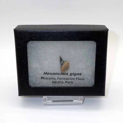  Hexanchus gigas