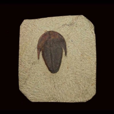 Harpides sp. Harpides sp.
