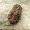  Kainops raymondi