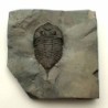 Dalmanites limulurus