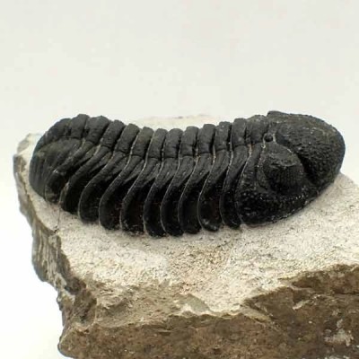 Phacops granulops Phacops granulops