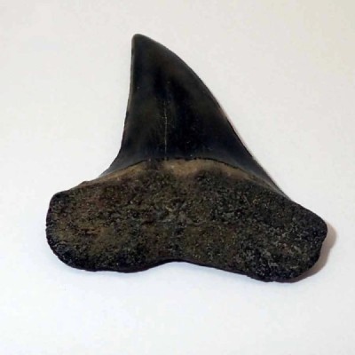 Isurus  escheri