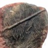  Scyphocrinites sp. aff. elegans