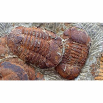 Symphysurus aff. sicardi Symphysurus aff. sicardi