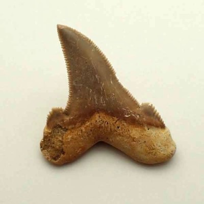 Otodus cf. sokolovi Otodus cf. sokolovi
