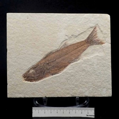 Mioplosus labracoides Mioplosus labracoides