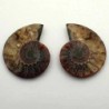 Cleoniceras besairiei(seccionado)