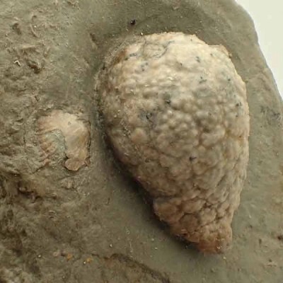 Holocystites scutellatus Holocystites scutellatus