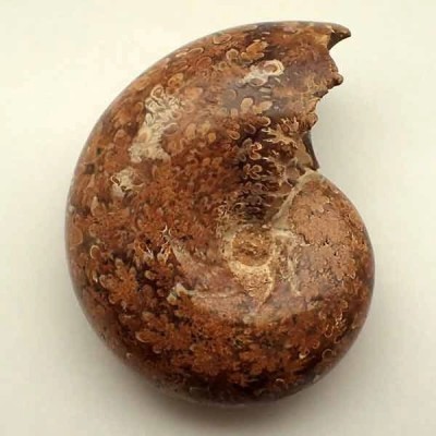  Phylloceras cf. P. velladae