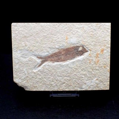 Knigthia eocaena Knigthia eocaena