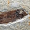  Knigthia eocaena