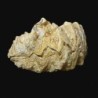  Alectryonia sp (SCHLOTHEIM)