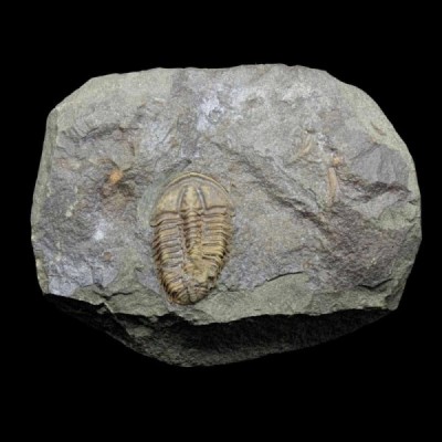 Conocoryphe sulzeri Conocoryphe sulzeri